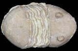 Homotelus Trilobite - Bromide Formation, Oklahoma #43806-1